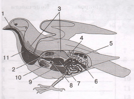 Задание рисунок 1
