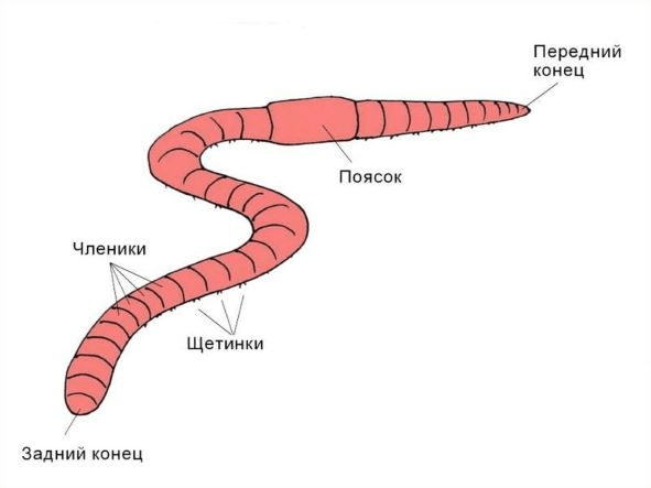 Решение рисунок 1