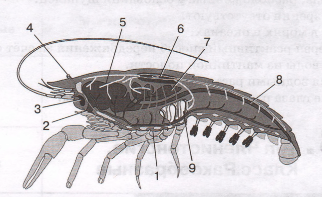 Задание рисунок 1