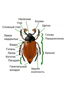 Решение рисунок 1