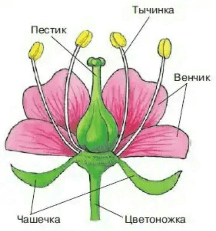 Решение рисунок 1