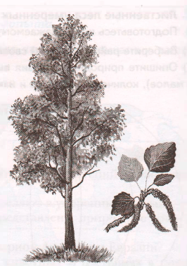 Задание рисунок 6