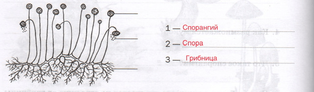 Решение рисунок 1