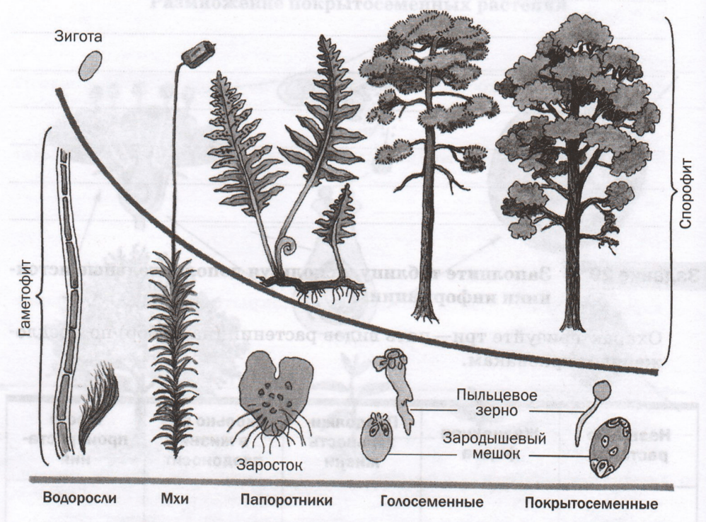 Задание рисунок 1
