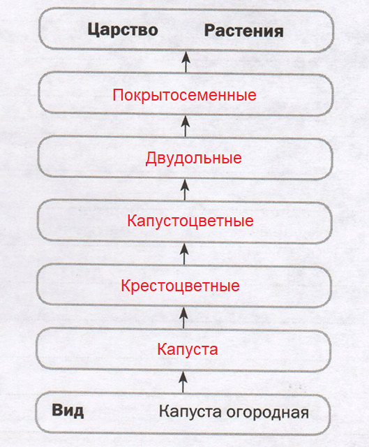 Решение рисунок 1