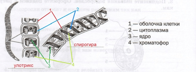 Решение рисунок 1