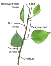 Решение рисунок 1