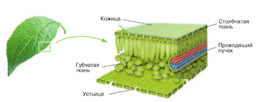 Решение рисунок 1