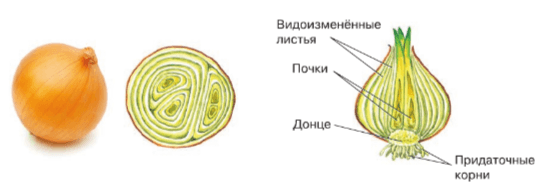 Решение рисунок 1