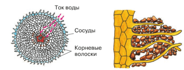 Решение рисунок 1