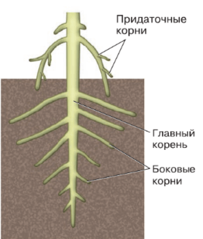Решение рисунок 1