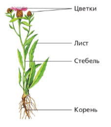 Решение рисунок 1