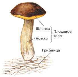 Решение рисунок 1