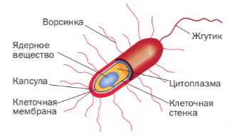 Решение рисунок 1
