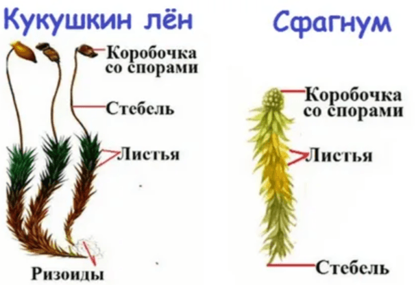 Решение рисунок 1