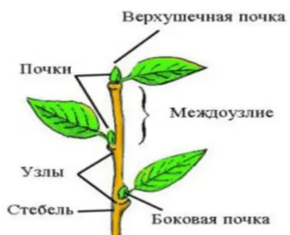 Решение рисунок 1