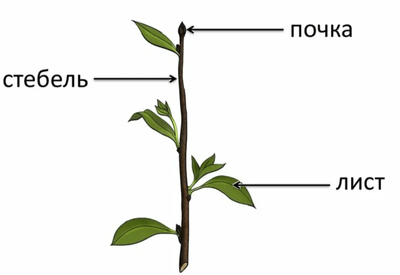 Решение рисунок 1