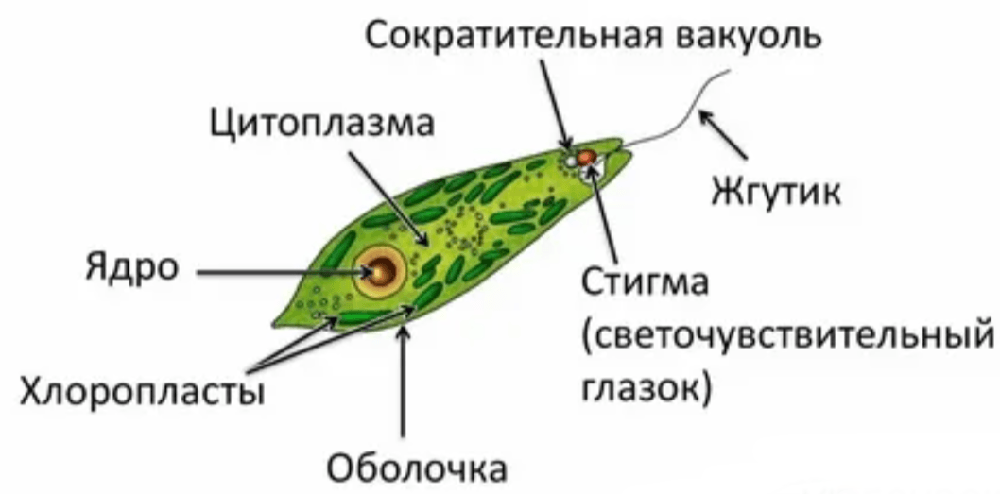 Решение рисунок 1