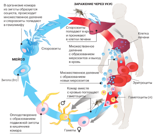 Решение рисунок 1