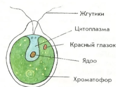 Решение рисунок 1