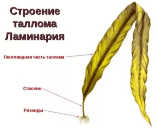 Решение рисунок 1