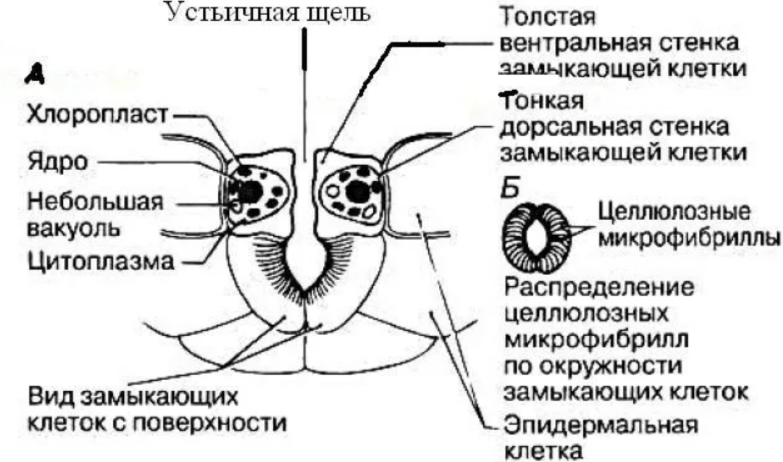 Решение рисунок 1