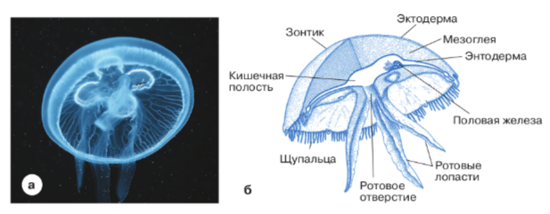 Решение рисунок 1