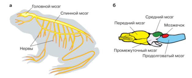 Задание рисунок 1