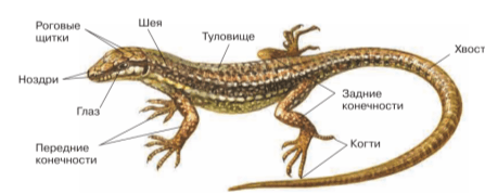 Задание рисунок 1