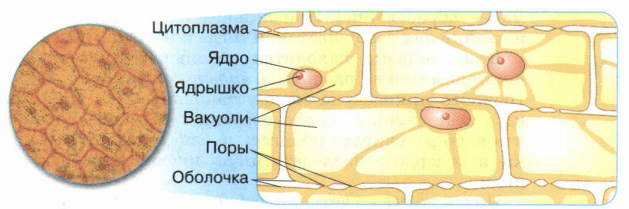 Решение рисунок 1