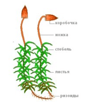 Решение рисунок 1