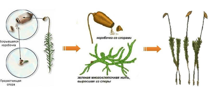 Решение рисунок 4
