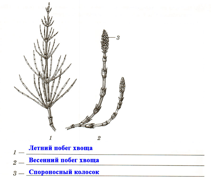 Решение рисунок 1