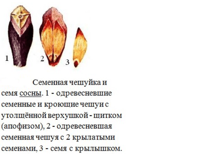 Решение рисунок 3