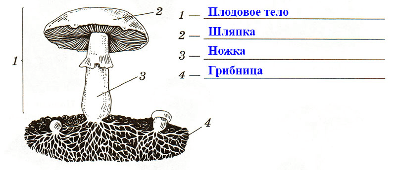 Решение рисунок 1