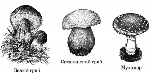 Задание рисунок 1