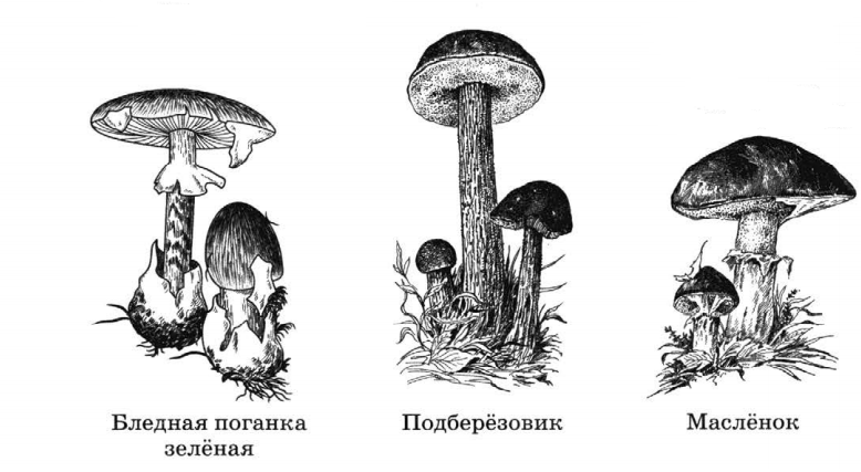 Задание рисунок 3